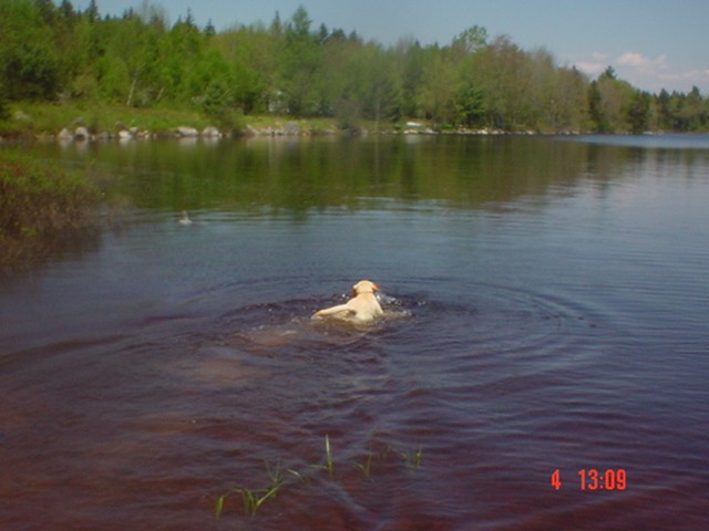 Chevelle Retrieving 034.jpg